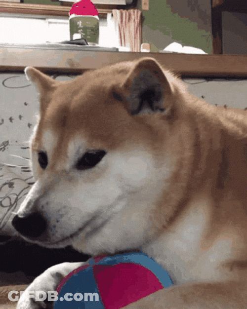 Shiba Inu Angry GIF