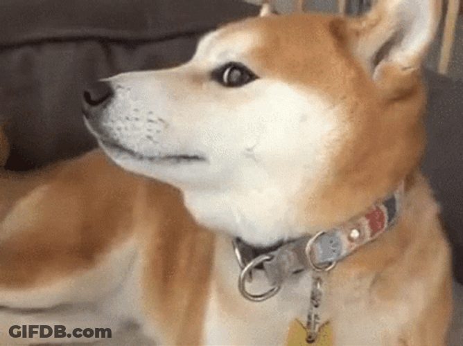 Shiba Inu Close Up GIF
