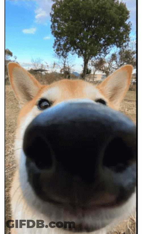Shiba Inu Close Up Nose GIF