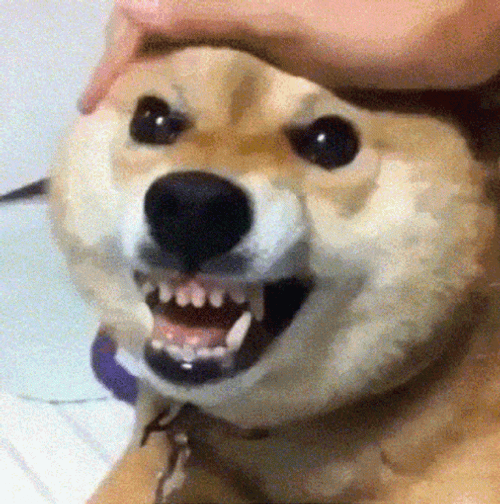 Shiba Inu Dog Barking GIF