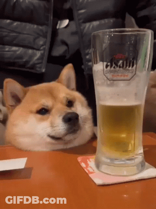Shiba Inu Dog Drinking Beer GIF