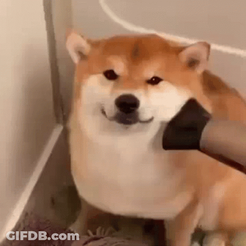 Shiba Inu Dog Gromming GIF