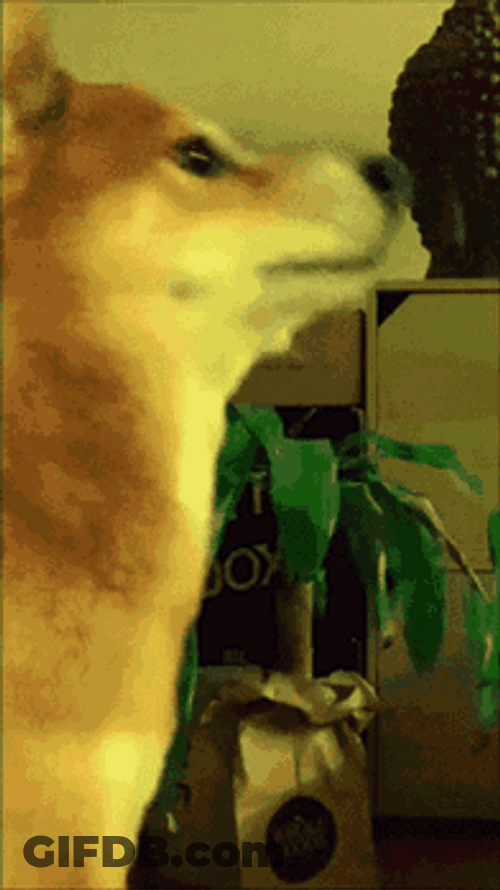 Shiba Inu Dog Party GIF