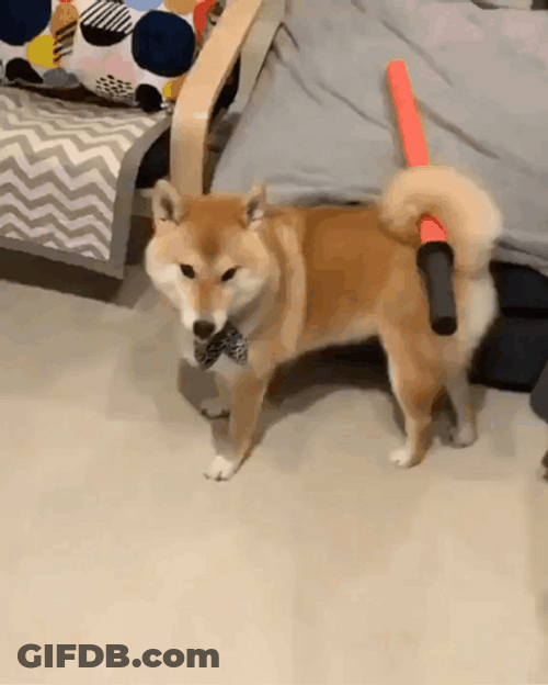 Shiba Inu Dog Ready To Fight GIF
