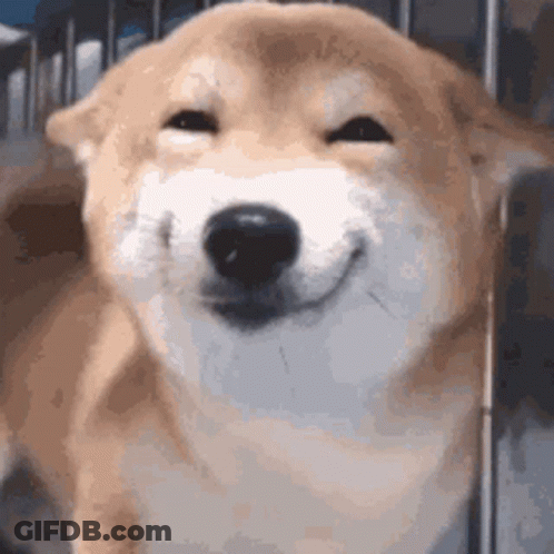 Shiba Inu Dog Smiling GIF
