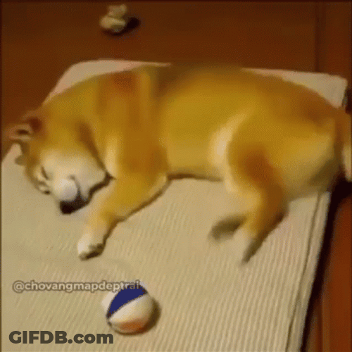 Shiba Inu Dream Playing GIF