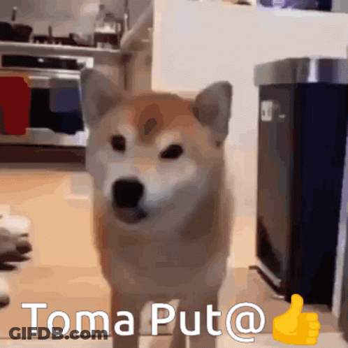 Shiba Inu Giving Thumbs Up Toma Put @ GIF