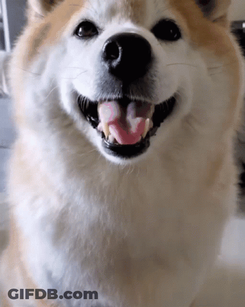 Shiba Inu Hand Shake GIF