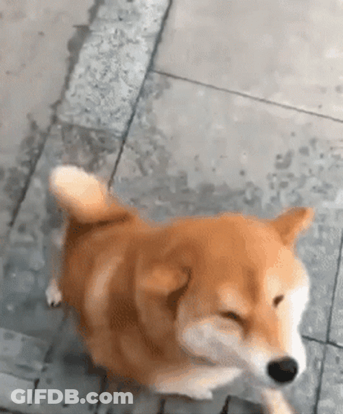 Shiba Inu Happy Dance GIF