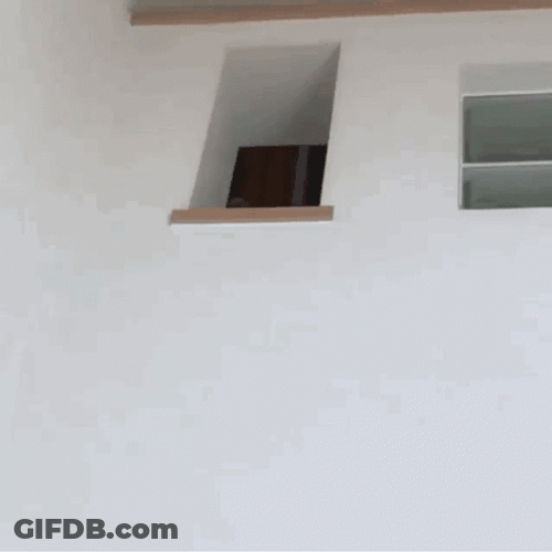 Shiba Inu Head In Small Square Hole GIF