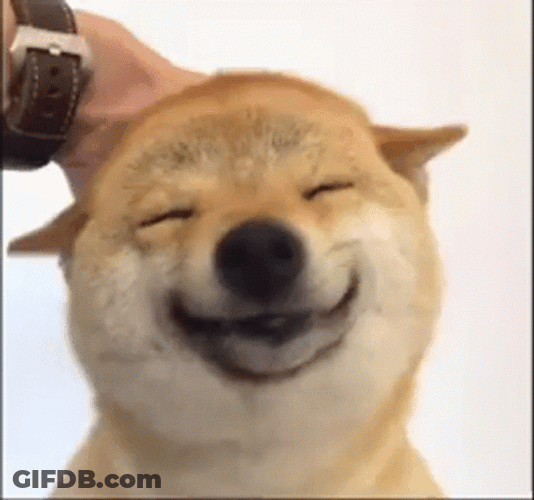 Shiba Inu Head Scratch GIF