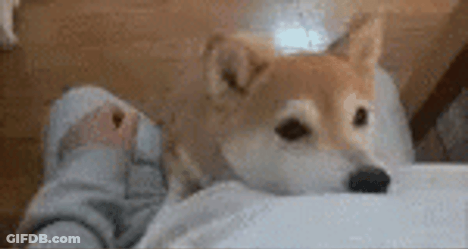Shiba Inu Hug GIF
