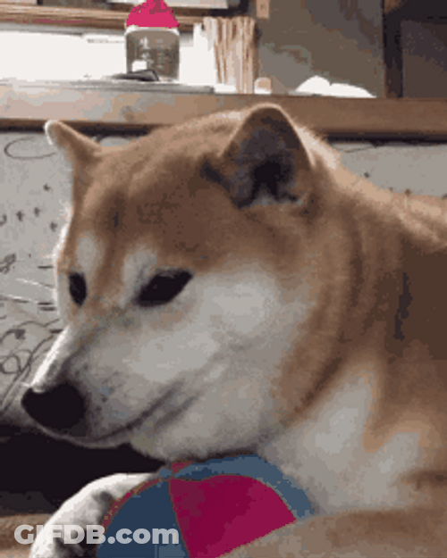 Shiba Inu Hunting Dog Angry Fangs GIF