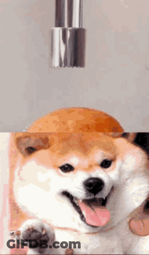 Shiba Inu Hunting Dog Cake Icing GIF