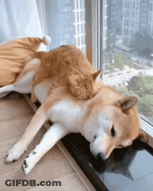 Shiba Inu Hunting Dog Cat Dog Chilling GIF