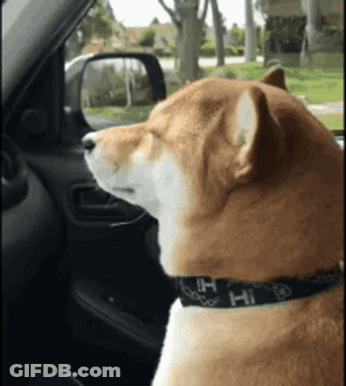 Shiba Inu Hunting Dog Chilling Vibing Car Ride GIF