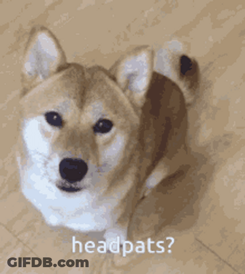 Shiba Inu Hunting Dog Cute Headpats GIF