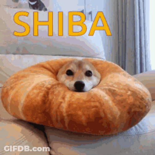 Shiba Inu Hunting Dog Cute Plush Eating GIF