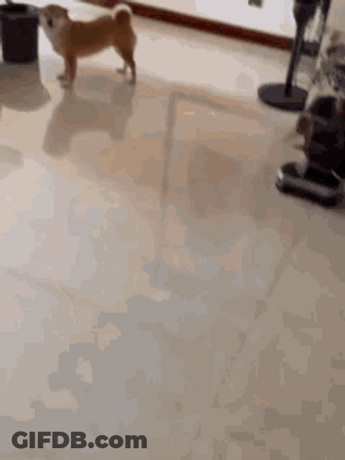 Shiba Inu Hunting Dog Cute Smile Closed Eyes GIF