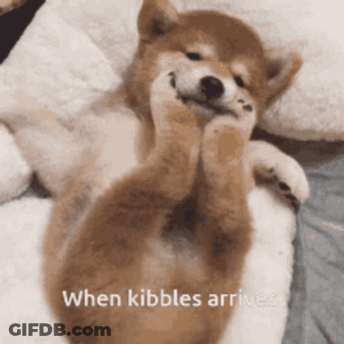 Shiba Inu Hunting Dog Cute Tail Wagging GIF