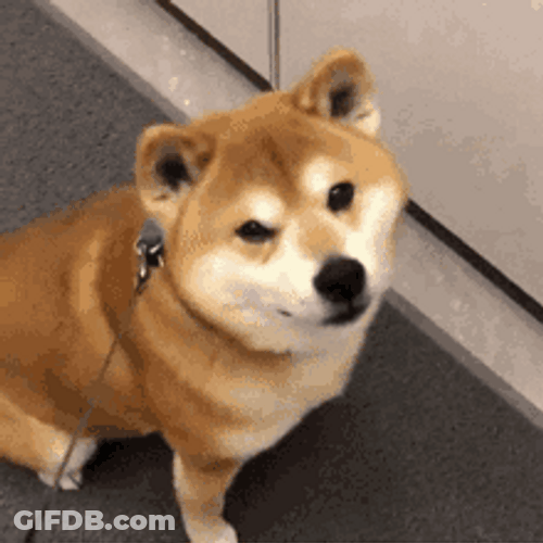 Shiba Inu Hunting Dog Cute Wink GIF