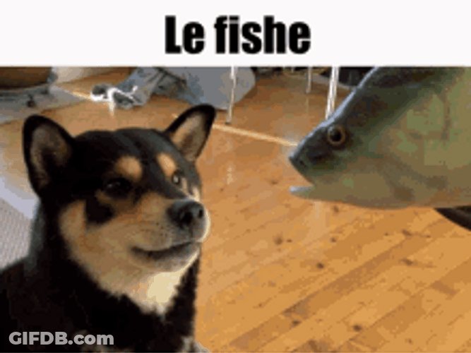 Shiba Inu Hunting Dog Fish Bite Bark GIF
