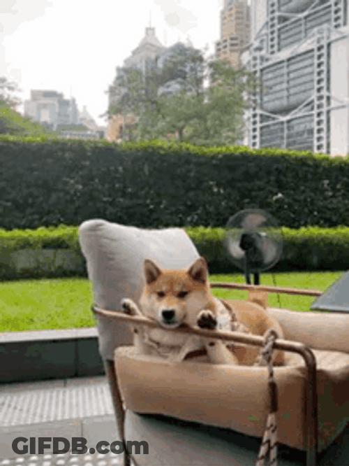 Shiba Inu Hunting Dog Garden Chilling Stare GIF