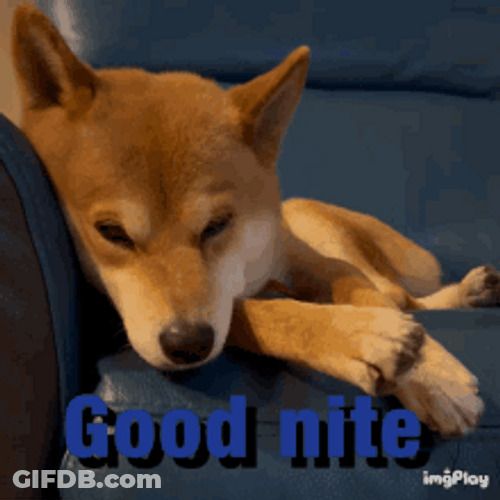 Shiba Inu Hunting Dog Good Night Sleeping GIF
