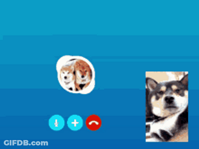 Shiba Inu Hunting Dog Henlo Hello Video Call GIF