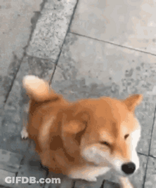 Shiba Inu Hunting Dog GIF