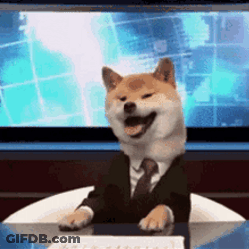 Shiba Inu Hunting Dog Newscast Yawn GIF