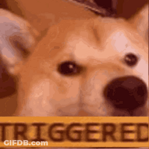 Shiba Inu Hunting Dog Triggered Crying GIF