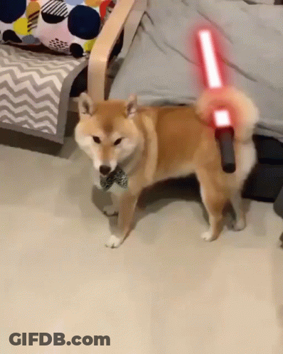 Shiba Inu In Bow Tie Holding Lightsaber GIF