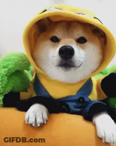 Shiba Inu In Yellow Hoodie And Overalls GIF