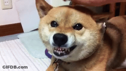 Shiba Inu Laying On Bed Mouth Open Looking At Camera GIF
