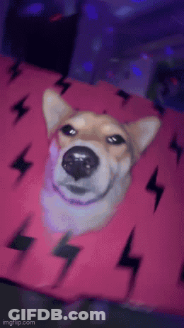 Shiba Inu Laying On Pink Blanket With Lightning Bolts GIF