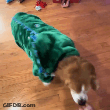Shiba Inu Lying On Pink Blanket With Lightning Bolts GIF