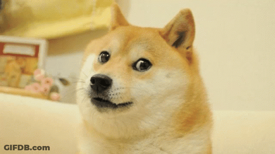 Shiba Inu Meme GIF