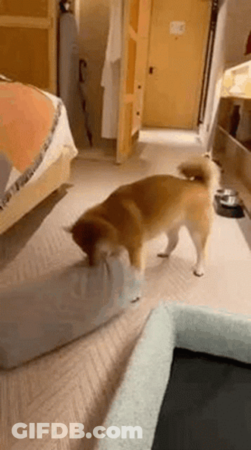 Shiba Inu Playing With Pillow GIF