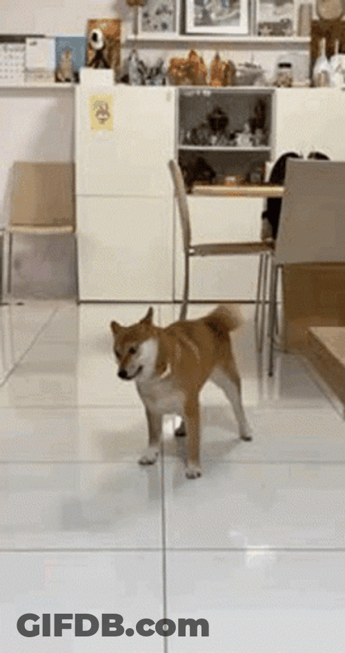 Shiba Inu Playing With Tail GIF