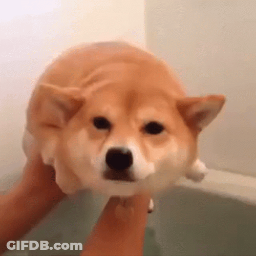 Shiba Inu Pretend Swimming GIF