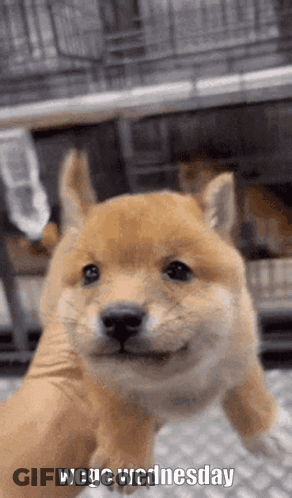 Shiba Inu Puppy Smiling GIF