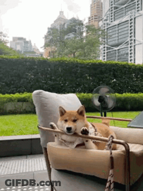 Shiba Inu Relaxing GIF