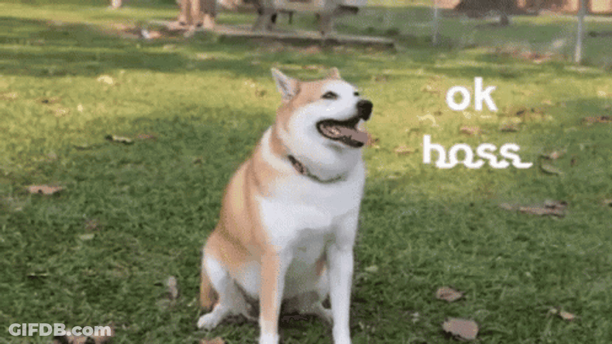 Shiba Inu Sitting Ok Boss GIF