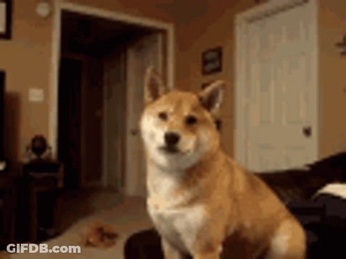 Shiba Inu Sitting On Couch Looking At Camera GIF