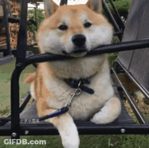Shiba Inu Sitting On Swing With Paw On Railing GIF
