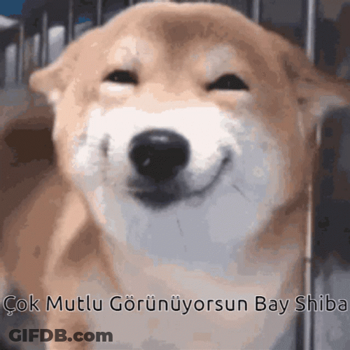 Shiba Inu Smiling GIF