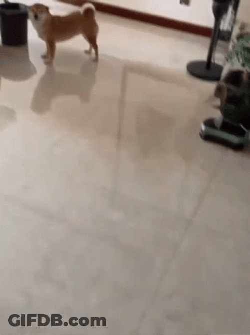 Shiba Inu Smiling Wiggling Tail GIF