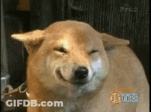 Shiba Inu Smiling With Eyes Closed GIF