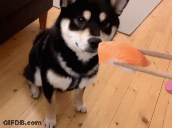 Shiba Inu Sushi GIF